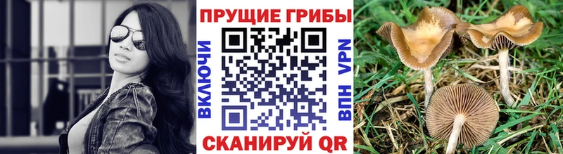 Галлюциногенные грибы Psilocybine cubensis  Купить закладки  Новая Ладога 